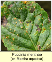 Puccinia menthae