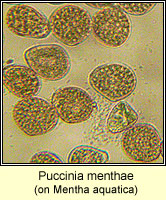 Puccinia menthae