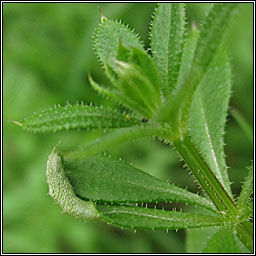 Cecidophyes rouhollahi