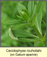 Cecidophyes rouhollahi