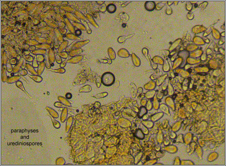 Melampsora laricis-populina