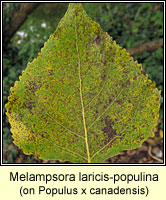 Melampsora laricis-populina