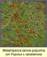 Melampsora laricis-populina