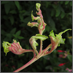 Aculops fuchsiae, Fuchsia Gall Mite