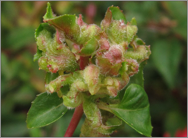 Aculops fuchsiae, Fuchsia Gall Mite