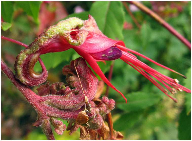 Aculops fuchsiae, Fuchsia Gall Mite