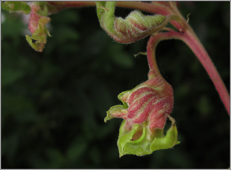 Aculops fuchsiae, Fuchsia Gall Mite