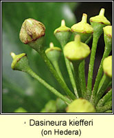 Dasineura kiefferi