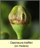 Dasineura kiefferi