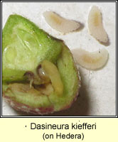 Dasineura kiefferi