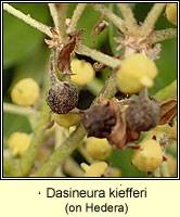 Dasineura kiefferi