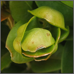 Spanioneura buxi (Psylla buxi), Box Sucker