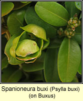 Spanioneura buxi, Psylla buxi