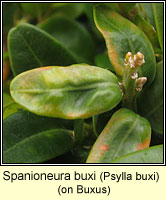 Spanioneura buxi / Psylla buxi, Box Sucker