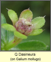 Dasineura galiicola