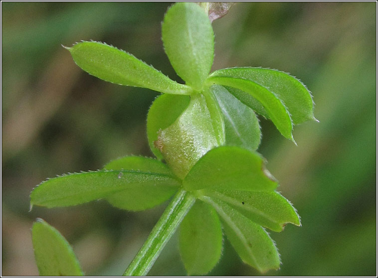 Geocrypta galii