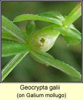 Geocrypta galii