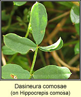 Dasineura comosae