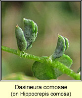 Dasineura comosae