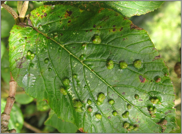 Eriophyes viburni