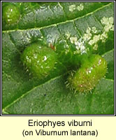 Eriophyes viburni