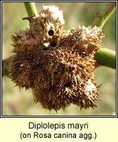 Diplolepis mayri