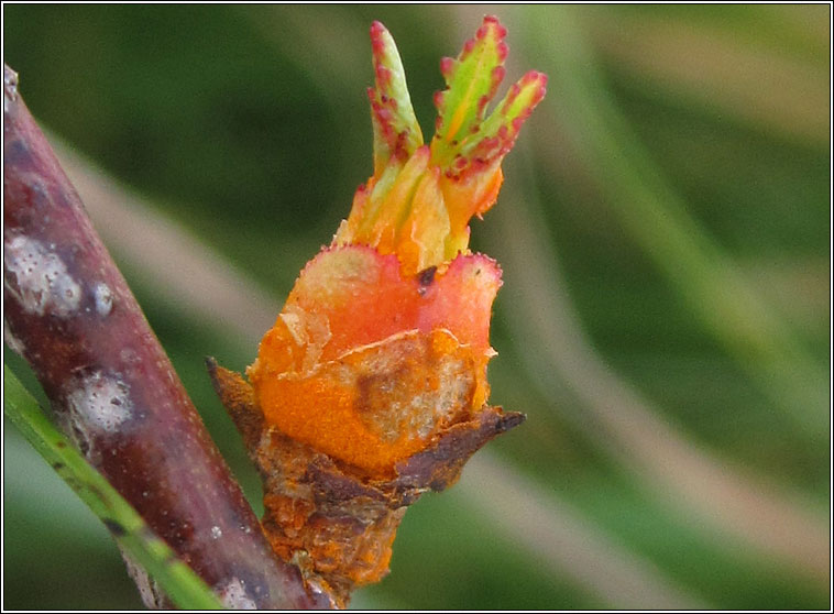 Phragmidium rosae-pimpinellifoliae