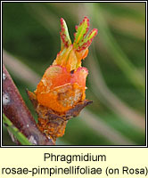 Phragmidium rosae-pimpinellifoliae