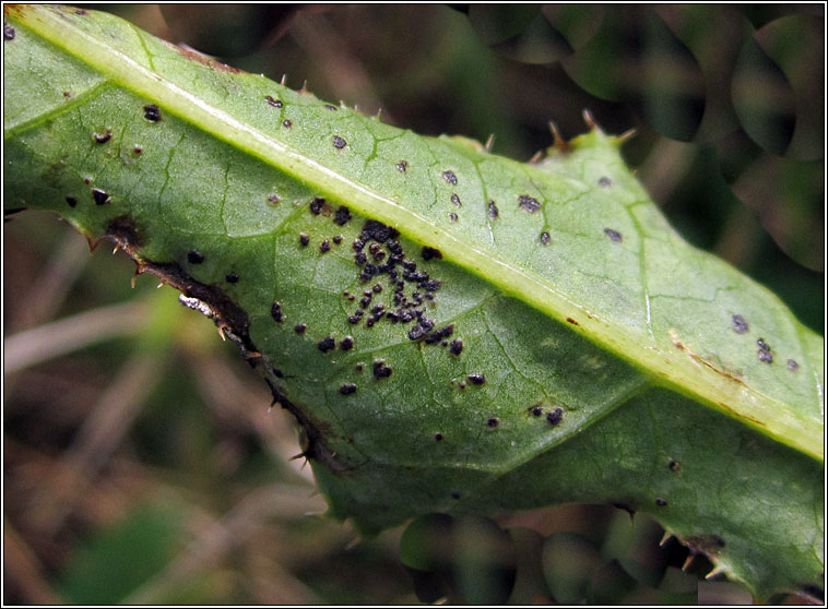 Miyagia pseudosphaeria