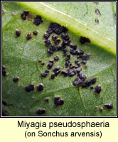 Miyagia pseudosphaeria