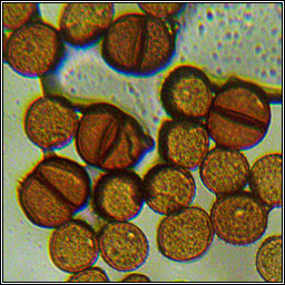 Puccinia lapsanae