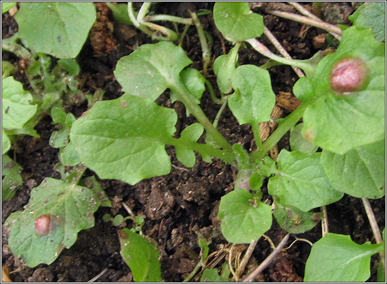 Puccinia lapsanae