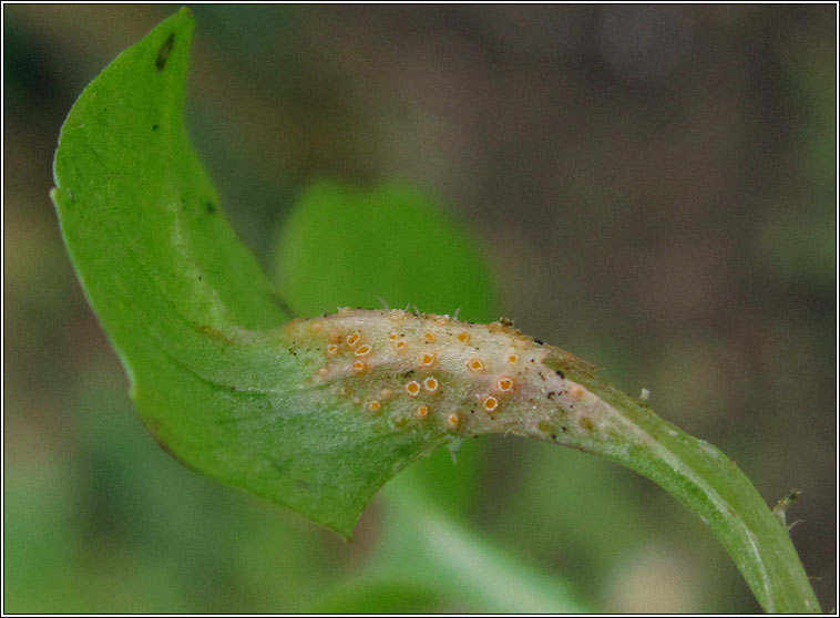 Puccinia lapsanae