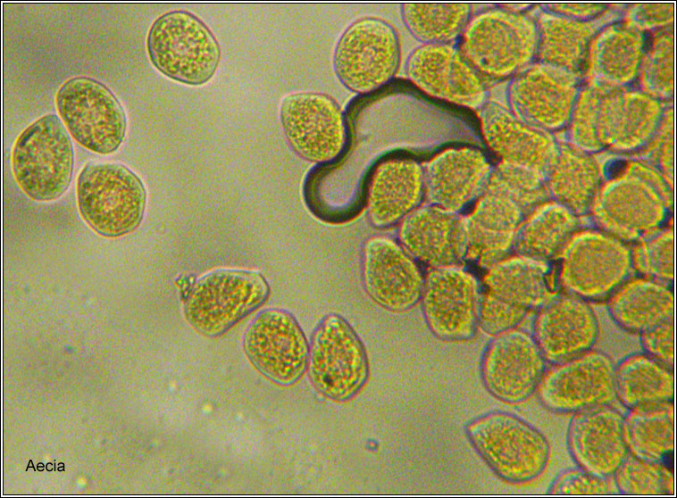 Puccinia lapsanae