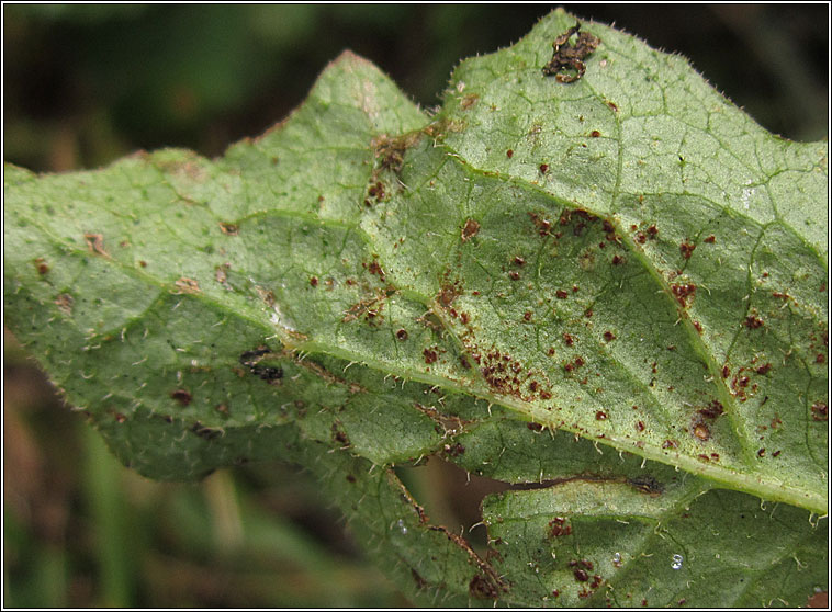 Puccinia lapsanae