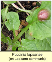 Puccinia lapsanae