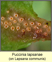 Puccinia lapsanae