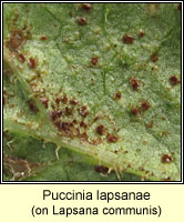 Puccinia lapsanae