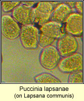 Puccinia lapsanae