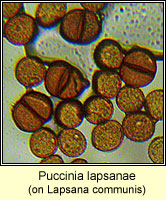 Puccinia lapsanae