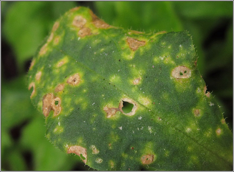 Puccinia behenis