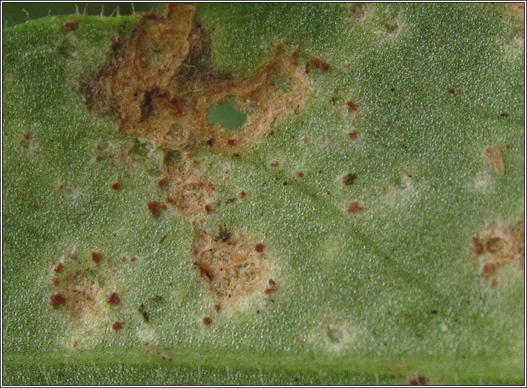 Puccinia behenis