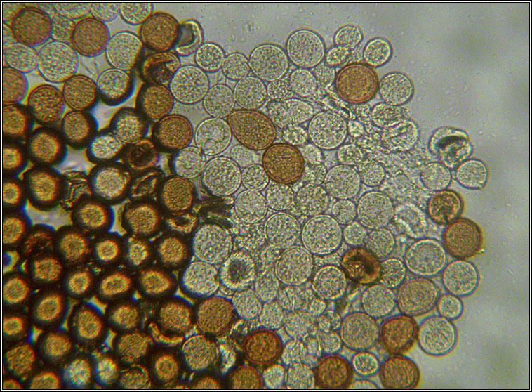 Puccinia behenis