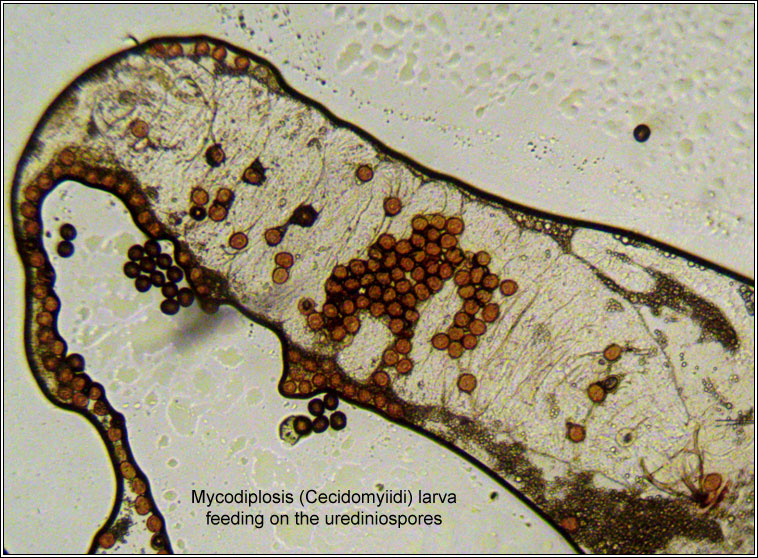 Puccinia behenis