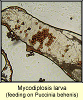 Puccinia behenis