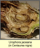 Urophora jaceana