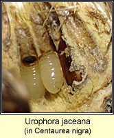 Urophora jaceana