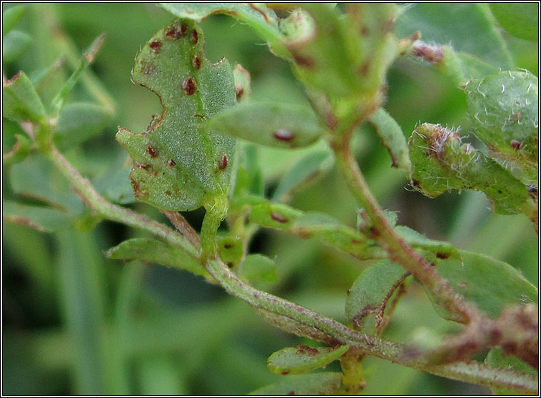 Uromyces euphorbiae-corniculatae