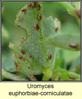 Uromyces euphorbiae-corniculatae