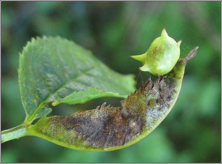 Diplolepis nervosa, Sputnik Gall